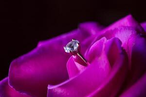 Golden ring with diamond on a pink rose, close up. photo