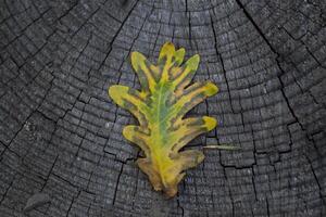 The autumn oak leaf on a grey wooden background. photo