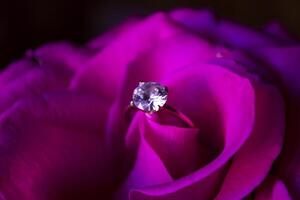 Golden ring with diamond on a pink rose, close up. photo