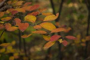 vistoso otoño hojas, cerca arriba. otoño antecedentes. natural otoño textura. foto