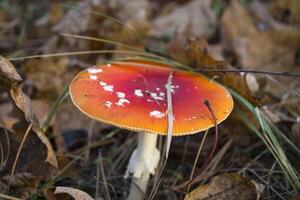 Fly agaric in the forest photo