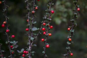 Red berries on a branch. photo