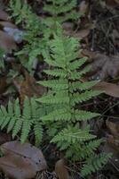 Forest fern close up. Green fern. photo