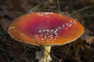 Fly agaric in the forest photo