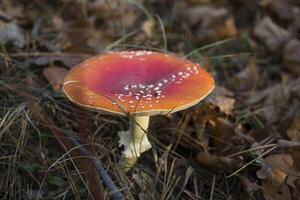 agárico de mosca en el bosque foto