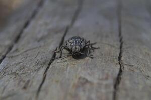 Insect on the wood. Macro shot. photo