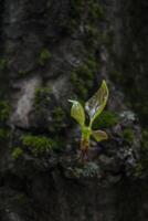 Green moss on the trunck of tree close up photo