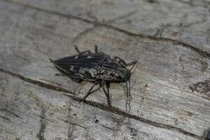 Insect on the wood. Macro shot. photo