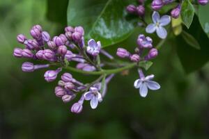 el flores de lila después lluvia. foto