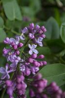 The flowers of lilac after rain. photo