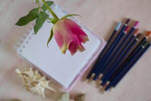 Pink rose macro shot. photo