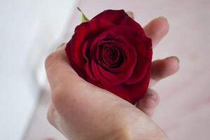 Red rose macro shot. photo