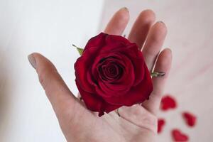 Red rose in female hand, close up. photo