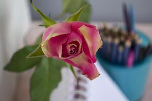 Pink rose macro shot. photo