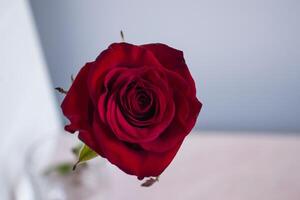 Red rose macro shot. photo