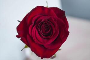 Red rose macro shot. photo