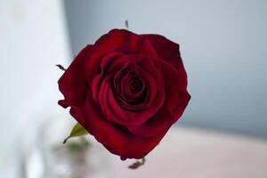 Red rose macro shot. photo