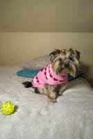 Cute yorkshire terrier sitting on the bed. photo