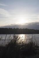 The bulrushes near lake. Idyllic place. photo