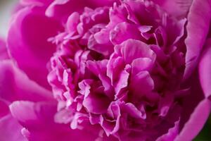 Pink peony macro shot. Peonies background. photo