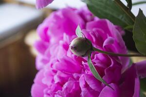 Pink peony macro shot. Peonies background. photo