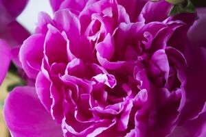 Pink peony macro shot. Peonies background. photo