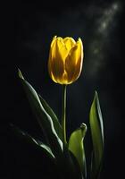 One tulip isolated on black background with incident light. photo