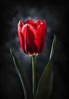 One tulip isolated on black background with incident light. photo