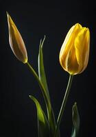 One tulip isolated on black background with incident light. photo