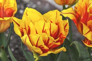 belleza de tulipanes en keukenhof parque, en Países Bajos foto