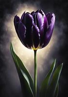 One tulip isolated on black background with incident light. photo