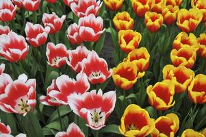 belleza de tulipanes en keukenhof parque, en Países Bajos foto