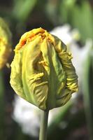 Beauty of tulips in Keukenhof park, in Netherlands photo