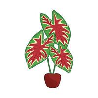 illustration of caladium leaf vector