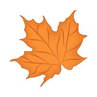 illustration of maple leaf vector