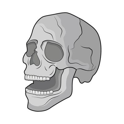 illustration of skull