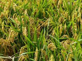 verde arroz campo evocando un sentido de tranquilo belleza y agrícola abundancia foto