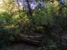 Lush foliage on fallen tree in rain forest. photo