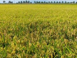 verde arroz campo y palma arboles en el horizonte foto