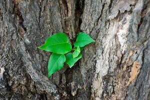 hoja en el arbol foto