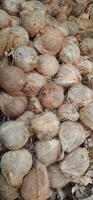 Pile of brown old coconuts peeled with buds sold in Indonesia traditional market photo