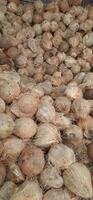 pila de marrón antiguo cocos pelado con brotes vendido en Indonesia tradicional mercado foto