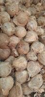pila de marrón antiguo cocos pelado con brotes vendido en Indonesia tradicional mercado foto