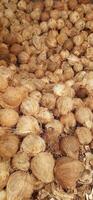 Pile of brown old coconuts peeled with buds sold in Indonesia traditional market photo