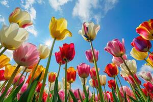 Multicolored tulips against a blue sky photo