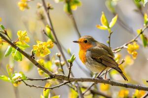 European robin perched on a branch in spring nature photo