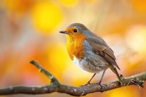 European robin perched on a branch in spring nature photo