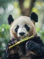 panda masticación bambú en bambú bosque en borroso antecedentes foto
