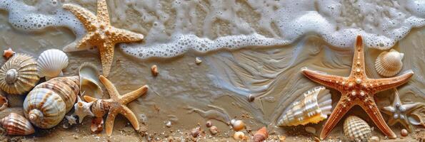 Seashells and starfish on a sandy beach with waves photo