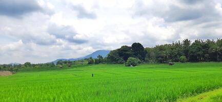 Rice fields paddy is growing under the clear sky background photo